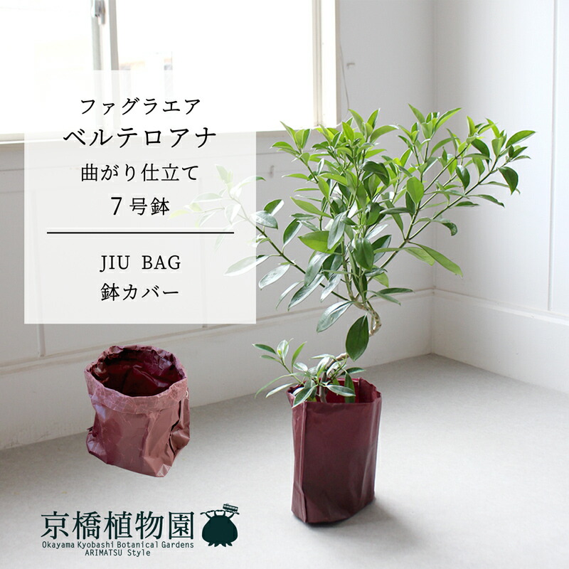 楽天市場】ファグラエア・ベルテロアナ 曲がり 7号【ミドルサイズ 観葉