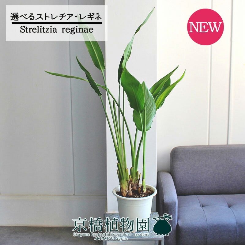 楽天市場】【SSクーポンあり】ストレチア/ストレリチア・ノンリーフ