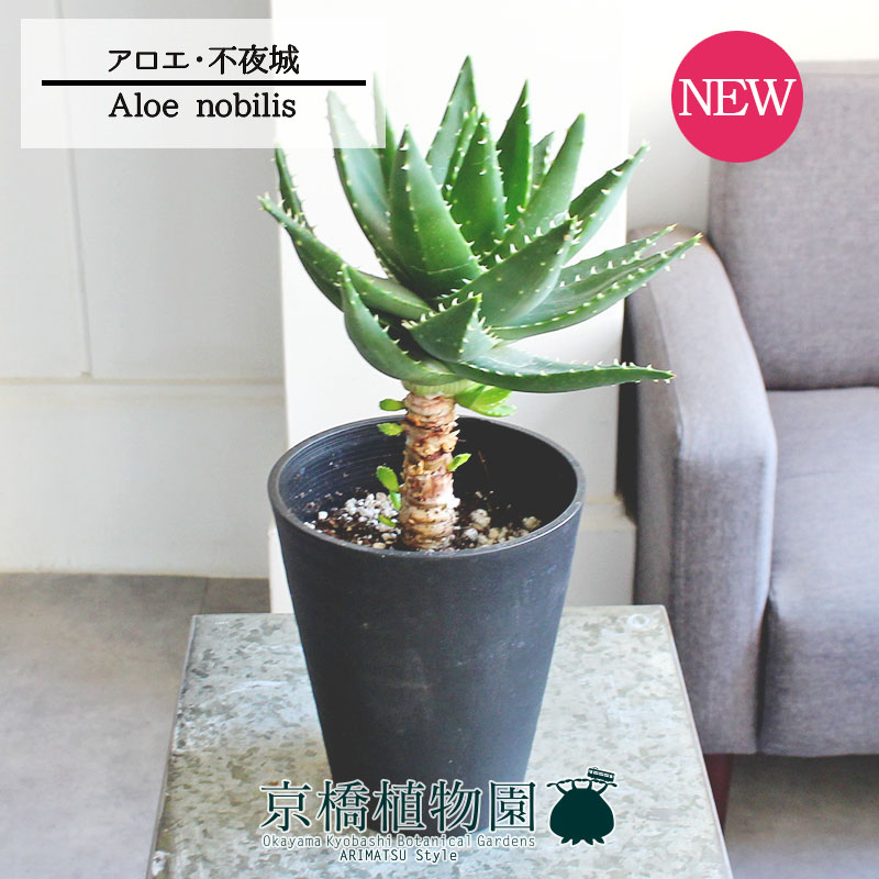 ★訳あり売り切り特価★大量まとめ売りセット★　アロエ　ポリフィラ Amazon.co.jp: 4B70 アロエ ポリフィラの種 100個パック