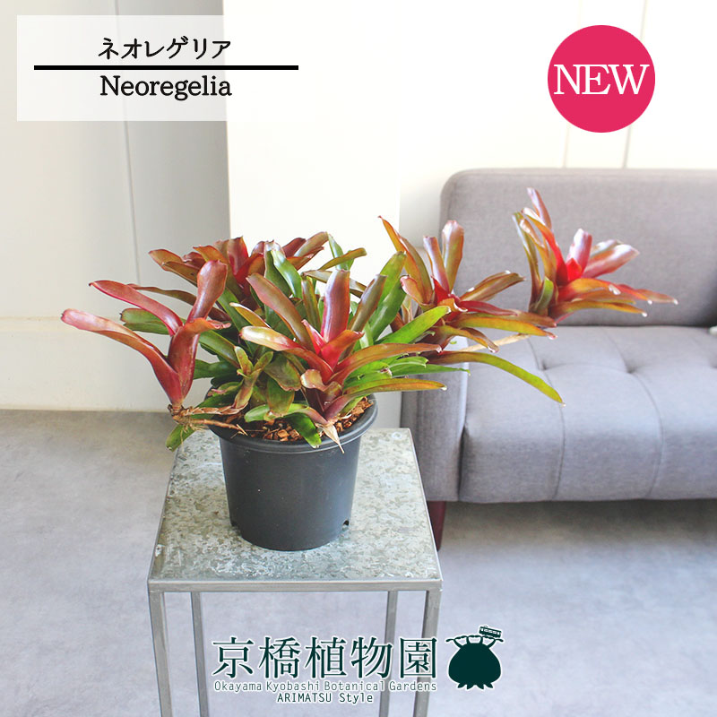 【現品】ネオレゲリア/ネオゲリア・ファイヤーボール　5号　白鉢　吊り下げ（2） 現品】ネオレゲリア/ネオゲリア・ファイヤーボール 5号 白鉢 吊り下げ