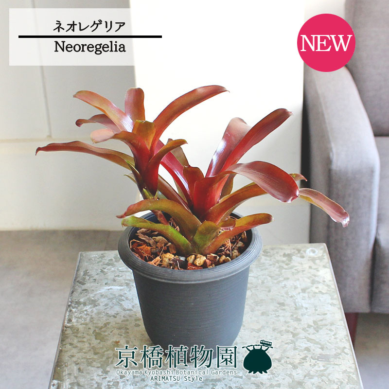 楽天市場】観葉植物【ネオレゲリア属】ネオレゲリア