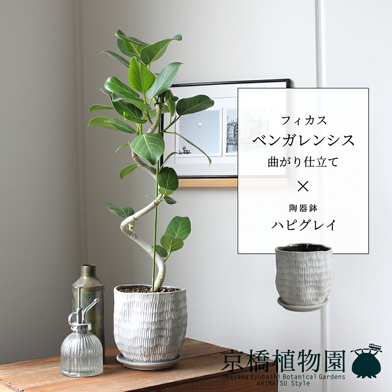 フィカス・ベンガレンシス　曲がり【ハピグレイ】【スモールサイズ/受け皿付き/陶器鉢/鉢植え/白/グレー/ミュールミル】4G｜花のアリマツ支店