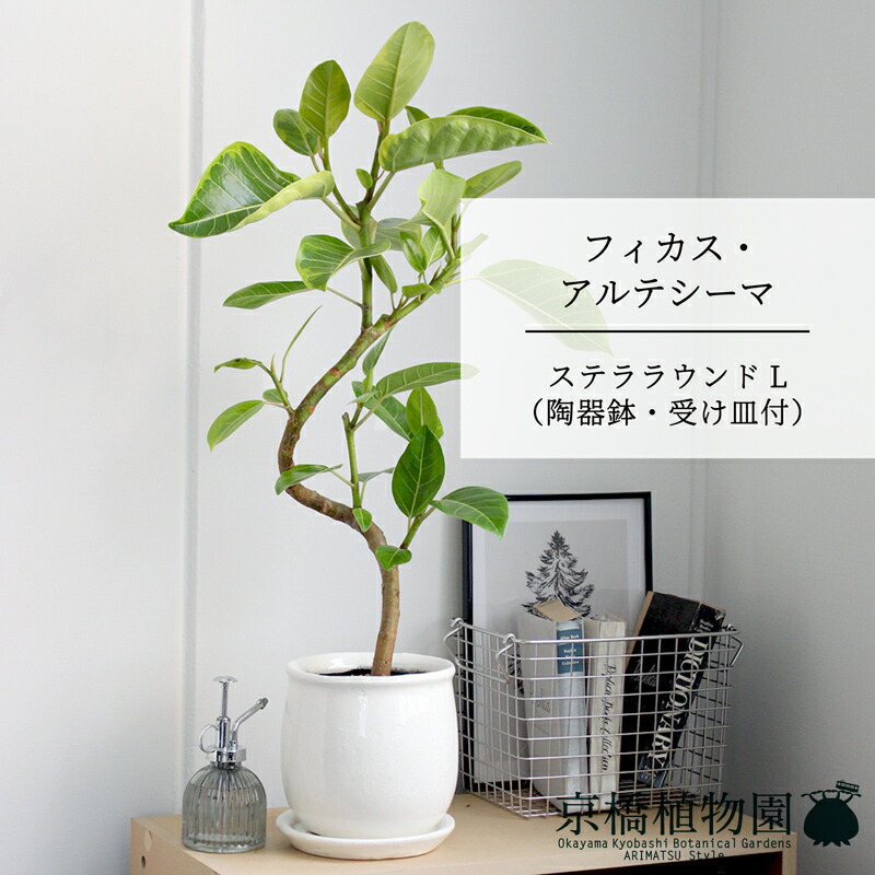 楽天市場】【マラソンクーポン有】【現品】フィカス・ソフィア