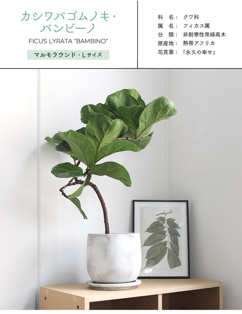 濃緑の葉色が美しい 花 観葉植物 観葉植物 観葉植物 植物 引越し祝い お祝い 楽天 通販 プレゼント 開店祝い 新築祝い 転居祝い 鉢植え育てやすい 観葉 ギフト マルモラウンドlサイズ カシワバゴムノキ バンビーノ 受け皿付き フィカス リラータ 花の 濃緑の葉色が美しい 花 観葉植物 観葉植物 観葉植物 植物 引越し祝い お祝い 楽天 通販 プレゼント 開店祝い 新築祝い 転居祝い 鉢植え育てやすい 観葉 ギフト マルモラウンドlサイズ カシワバゴムノキ バンビーノ 受け皿付き フィカス リラータ 花の