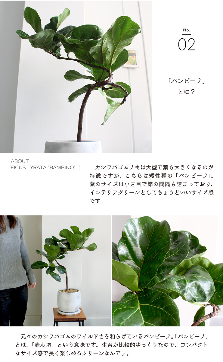 新築祝い 転居祝い 濃緑の葉色が美しい 植物 引越し祝い 観葉植物 楽天 観葉 ギフト 開店祝い 花 観葉植物 観葉植物 通販 お祝い 鉢植え育てやすい プレゼント マルモラウンドlサイズ カシワバゴムノキ バンビーノ 受け皿付き フィカス リラータ 花