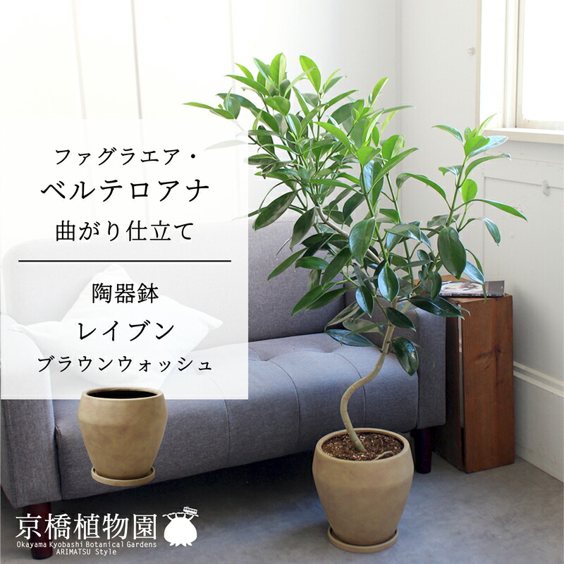 【マラソンクーポン有！】【陶器鉢レイブン】ファグラエア・ベルテロアナ（プアケニケニ）　曲がり仕立て【受け皿付き】【ブラウンウォッシュ】【ペイントウォッシュ/茶色/ミドルサイズ】7G｜花のアリマツ支店