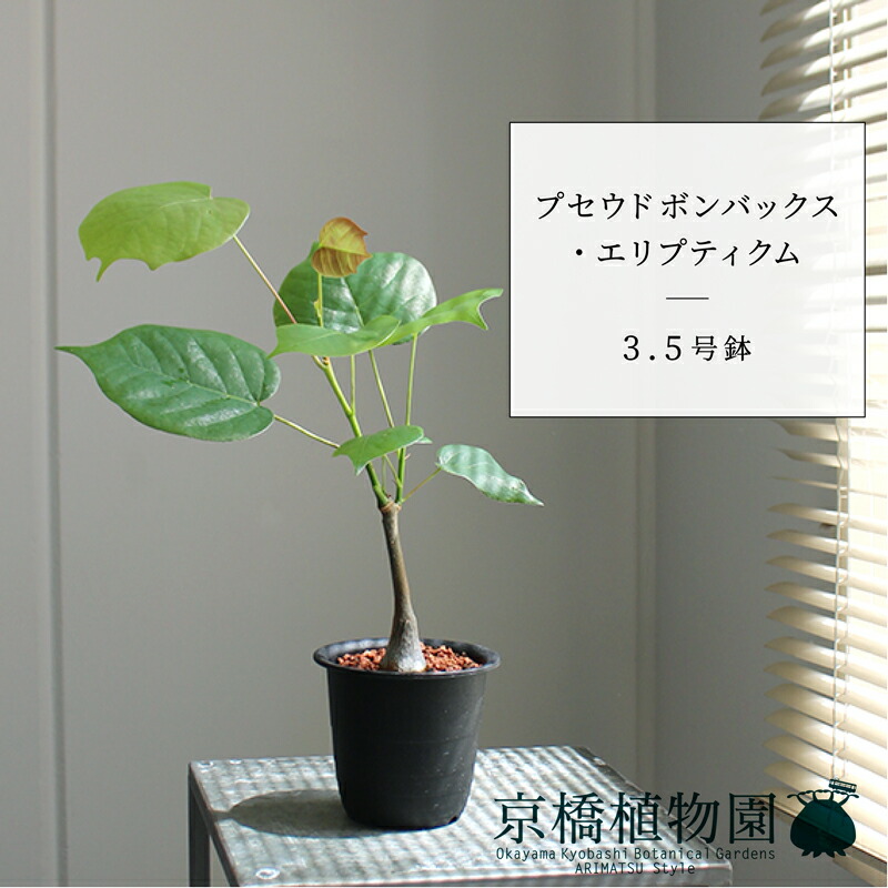 【現品】ボンバックス　8号　黒鉢　（1） 現品】ボンバックス 8号 黒鉢（1） : 花のアリマツ Yahoo!店