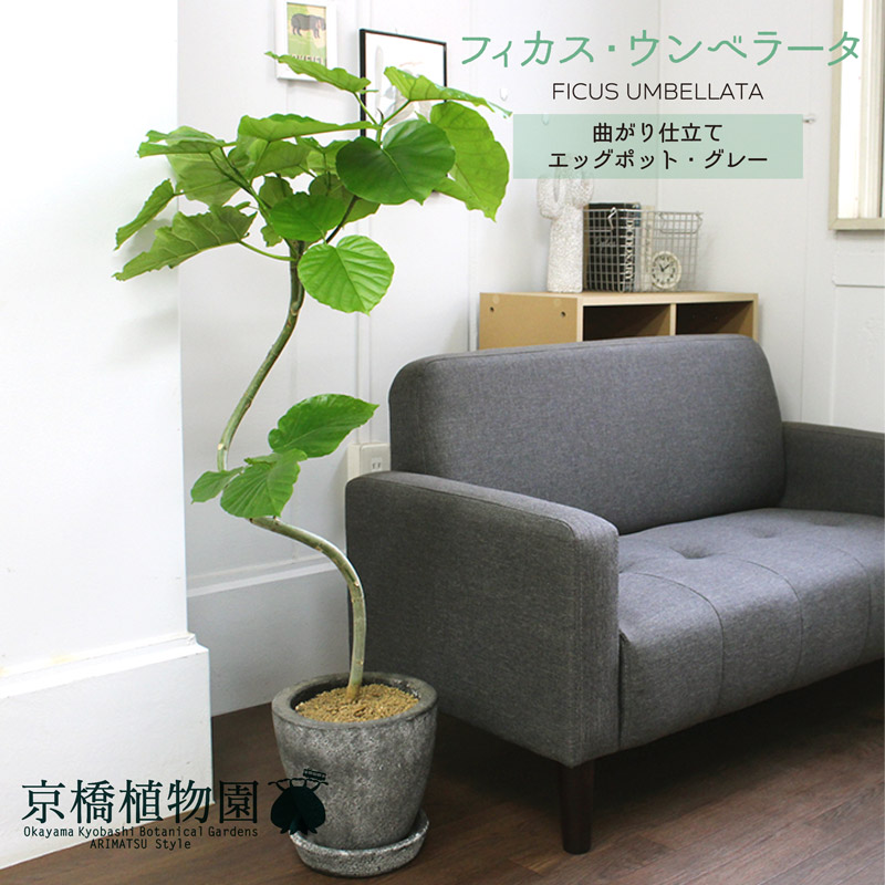 Web限定 フィカス 曲がり ウンベラータ 花 観葉植物