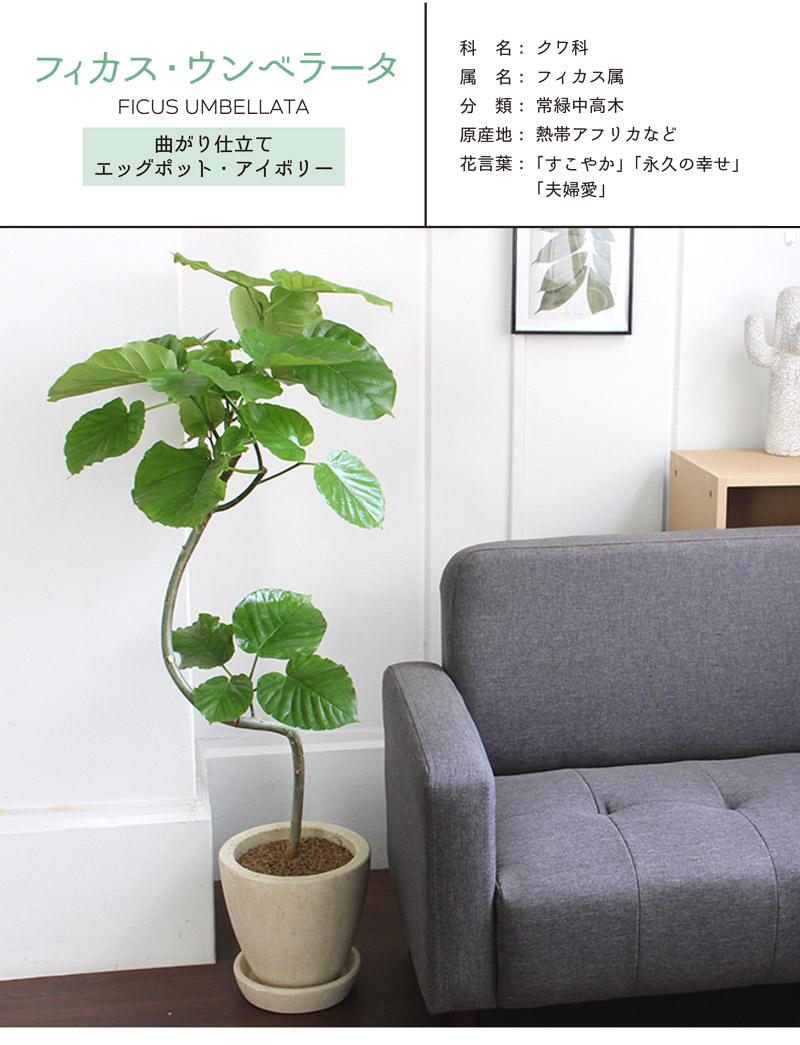 エッグポット アイボリー フィカス ウンベラータ 観葉植物 花 観葉植物 曲がり 受け皿付き 花のアリマツ支店 ハートリーフのさわやかグリーン 観葉植物 植物 引越し祝い 開店祝い 新築祝い 転居祝い お祝い 楽天 通販 鉢植え育てやすい 観葉 ギフト プレゼント