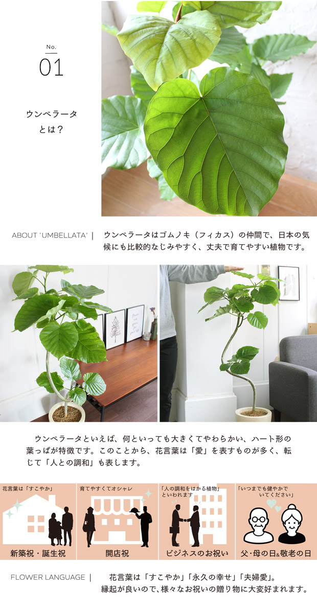 エッグポット アイボリー フィカス ウンベラータ 観葉植物 花 観葉植物 曲がり 受け皿付き 花のアリマツ支店 ハートリーフのさわやかグリーン 観葉植物 植物 引越し祝い 開店祝い 新築祝い 転居祝い お祝い 楽天 通販 鉢植え育てやすい 観葉 ギフト プレゼント