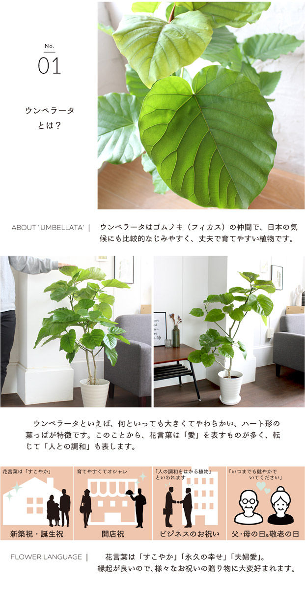 新築祝い ハートリーフのさわやかグリーン 開店祝い お祝い 植物 引越し祝い 楽天 観葉 ギフト 観葉植物 転居祝い 通販 鉢植え育てやすい プレゼント セラアート鉢 フィカス ウンベラータ 7号 受け皿付き 花のアリマツ支店