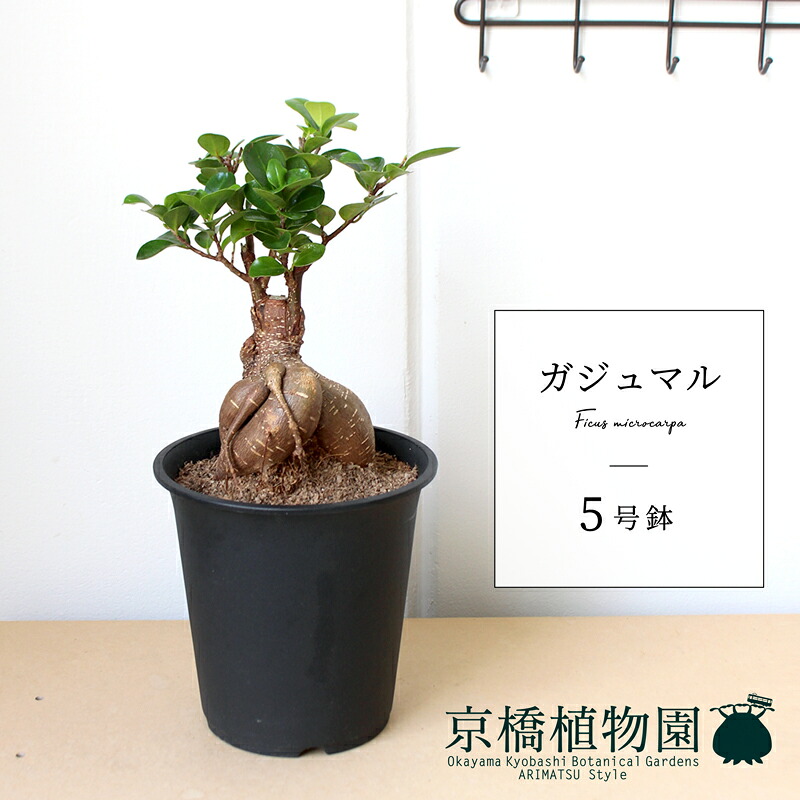 ガジュマル　5号【精霊の宿る木】【多幸の木】【スモールサイズ】