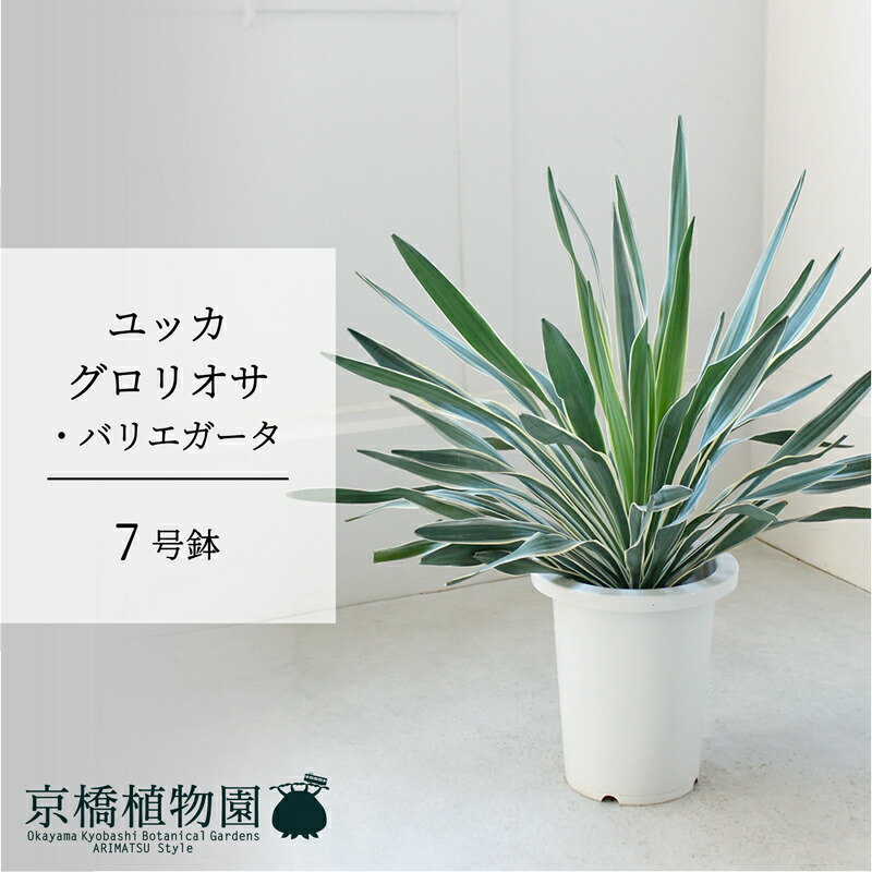 楽天市場】【ブラックフライデークーポン有！】【現品】ユッカ