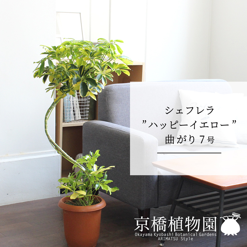 楽天市場】【マラソンクーポン有！】アンスリウム・フーケリー 10号