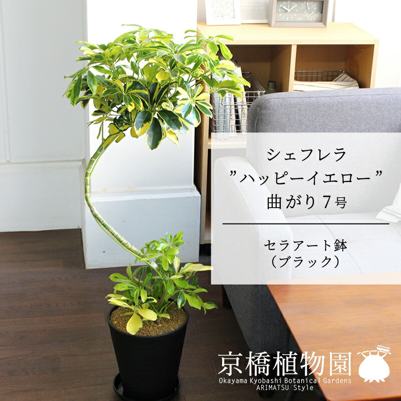 【セラアート鉢：ブラック】シェフレラ‘ハッピーイエロー’　曲がり7号【黄斑入り】【ホンコンカポック】【ヤドリフカノキ】【ミドルサイズ/床置き/御祝/新築祝い/育てやすい/観葉植物】【大型】