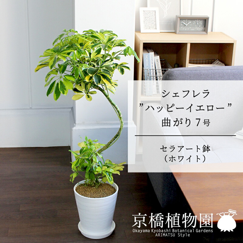 【セラアート鉢：ホワイト】シェフレラ‘ハッピーイエロー’　曲がり7号【黄斑入り】【ホンコンカポック】【ヤドリフカノキ】【ミドルサイズ/床置き/御祝/新築祝い/育てやすい/観葉植物】【大型】