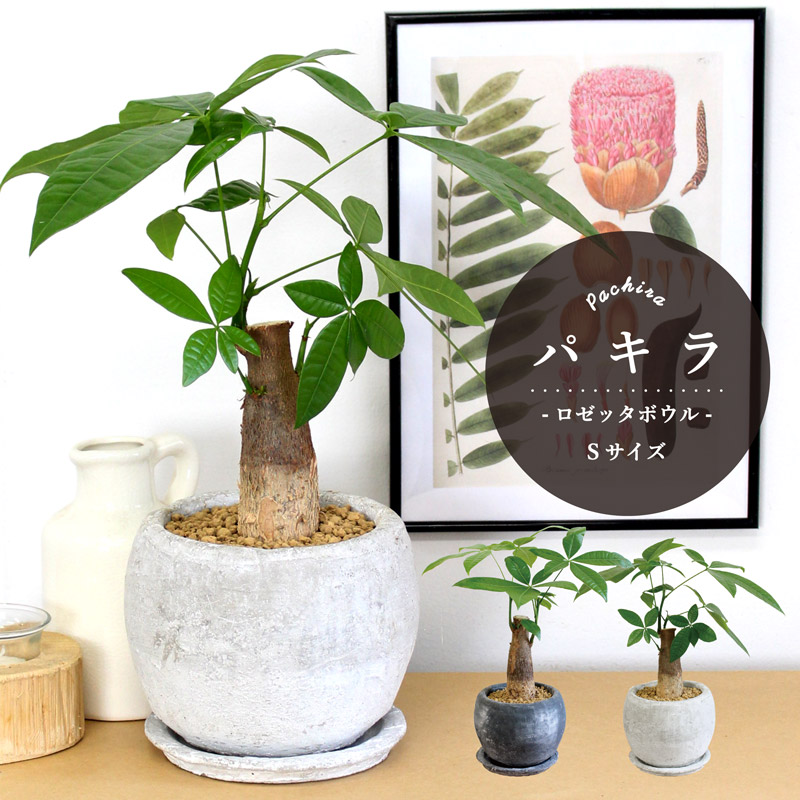 選べる鉢カラー ロゼッタボウルsサイズ パキラ バオバブフォーム 受け皿付き ころんとしたモルタル製鉢 Mgpadel Com