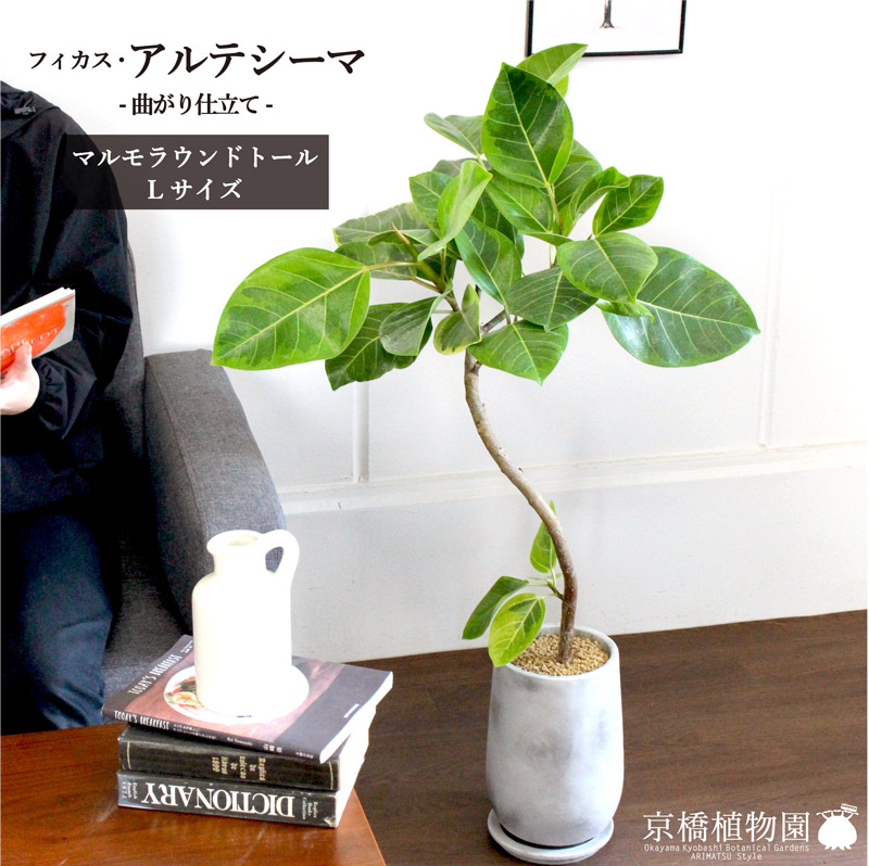 【SS引き換え証あり】【マルモラウンドトールL大きさ】アルテシーマ【曲がり】【受け皿付き添い人】【今めかしいな摺り鉢製鉢】