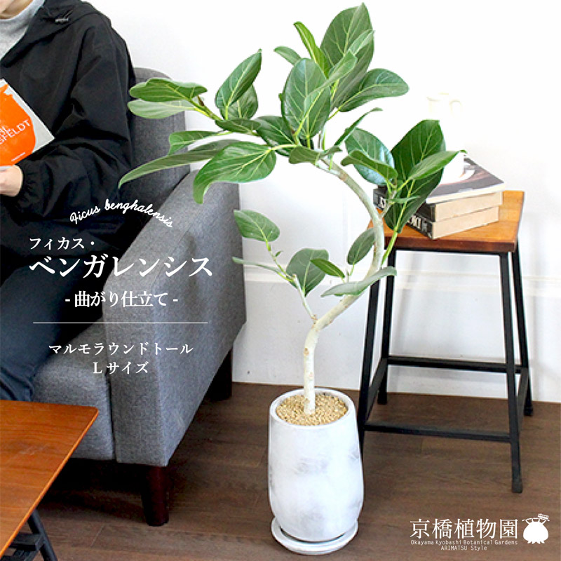 【マルモラウンドトールL大いさ】ベンガレンシス【曲がり】【受け皿付き添い人】【格好のいいな摺り鉢製鉢】 観葉植物-花・ガーデン・DIY-花・観葉植物