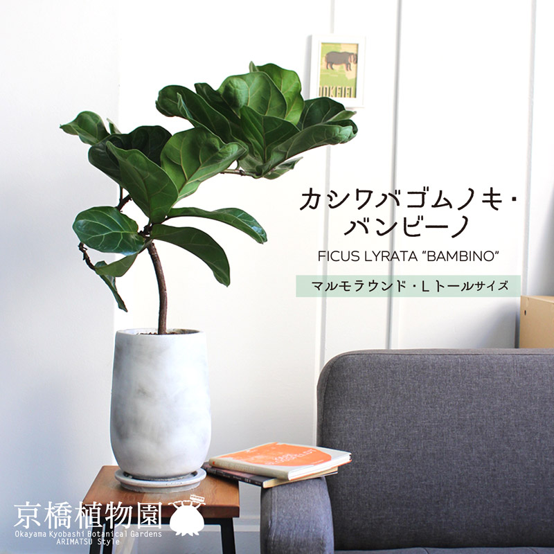 【マルモラウンドL・トールサイズ】カシワバゴムノキ・バンビーノ【受け皿付き】【フィカス・リラータ】