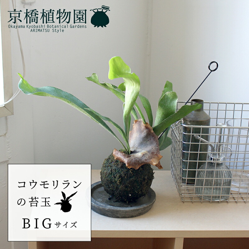 楽天市場】コウモリラン（ネザーランド） 3.5号 苔玉 吊り 1鉢