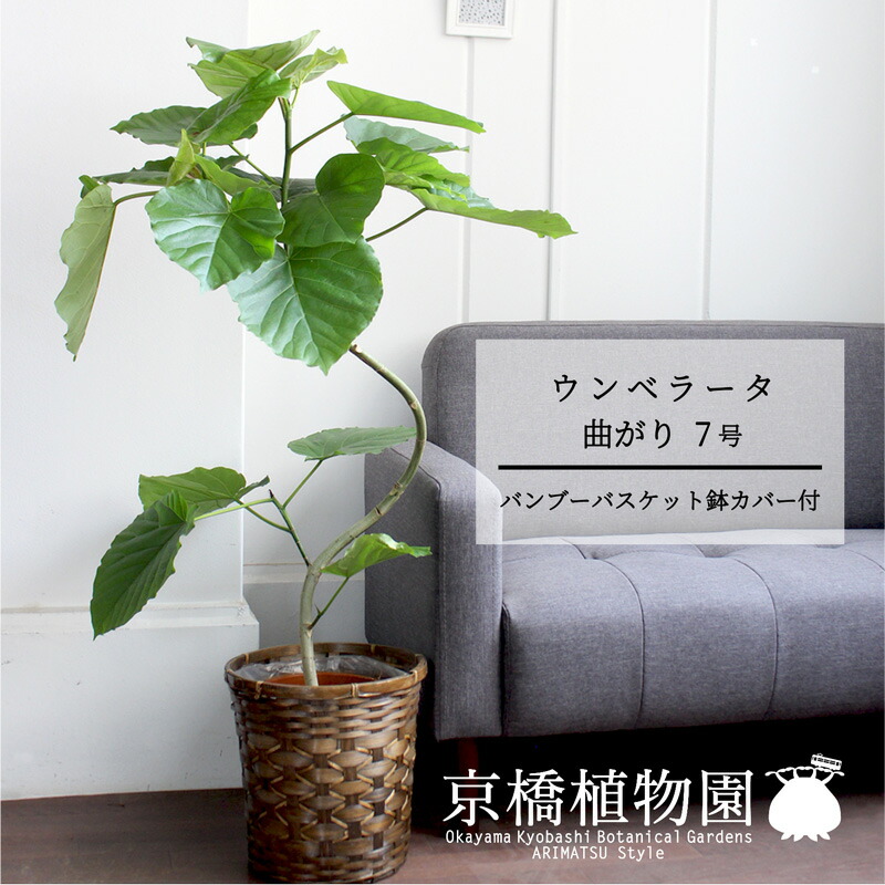 専用　フィカス ウンベラータ 曲がり ファイバー鉢 お皿付き 楽天市場】フィカス・ウンベラータ曲がり 7号【カンサラ鉢カバー