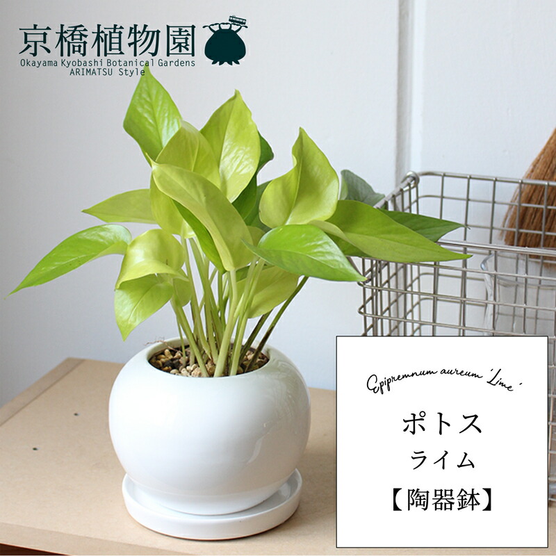 楽天市場】ポトス・エンジョイとポトス・ライムの寄せ植え斜めの角度が