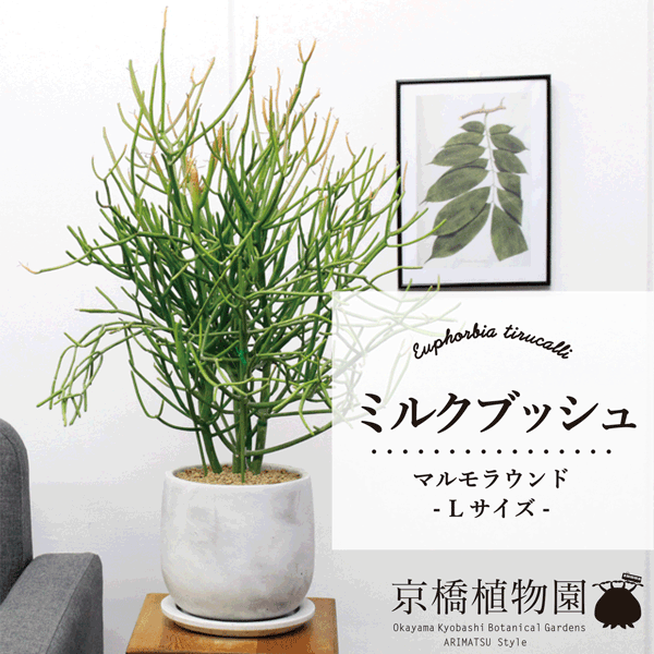 【マラソンクーポン有】【マルモラウンドLサイズ】ミルクブッシュ【受け皿付き】【おしゃれなモルタル製鉢】【スタイリッシュ】