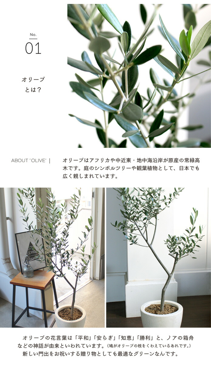 エッグポット オリーブ 受け皿付き 選べる鉢カラー Crunchusers Com