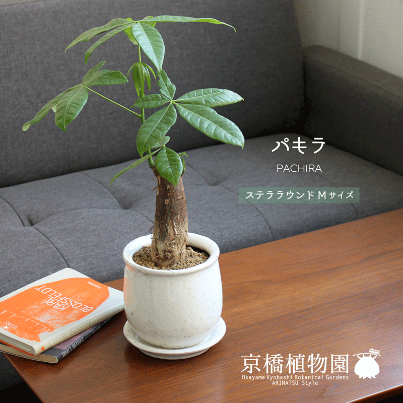 楽天市場】冬は落葉します。発根済【現品・現物】【盆栽
