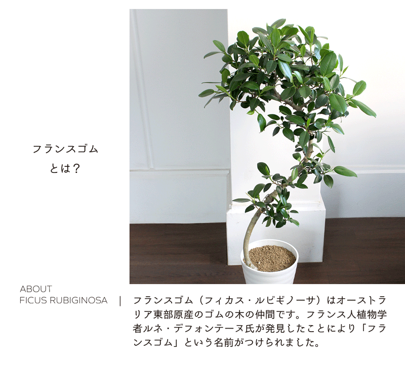 在庫あり 即納 セラアート鉢 7号 フランスゴム フィカス ルビギノーサ 曲がり仕立て 受け皿付き 人気カラー再販 Kaliaren Com