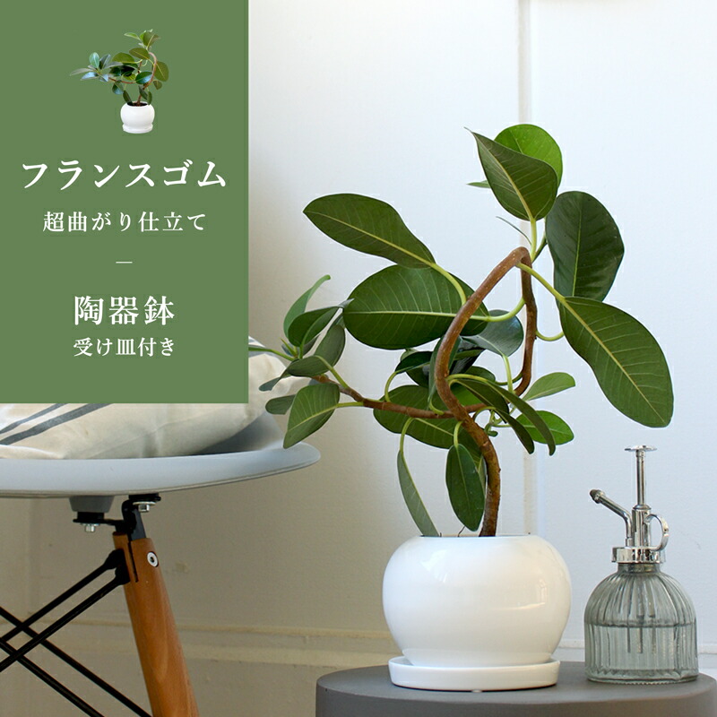 楽天市場】フランスゴム 曲がり 白スクエア鉢 4号【ゴムの木