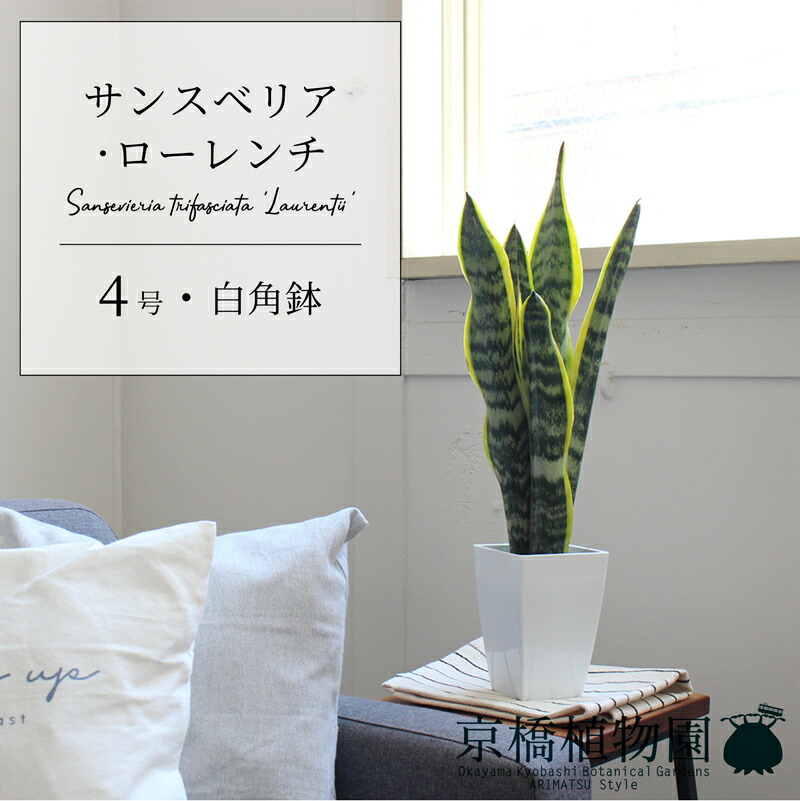 楽天市場】【マラソンクーポン有！】蘇鉄（ソテツ） 6号 白スクエア鉢