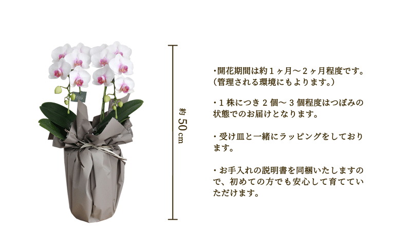 ミディ胡蝶蘭 セミアルバ 赤リップ 受け皿付き Christine Coppin Com