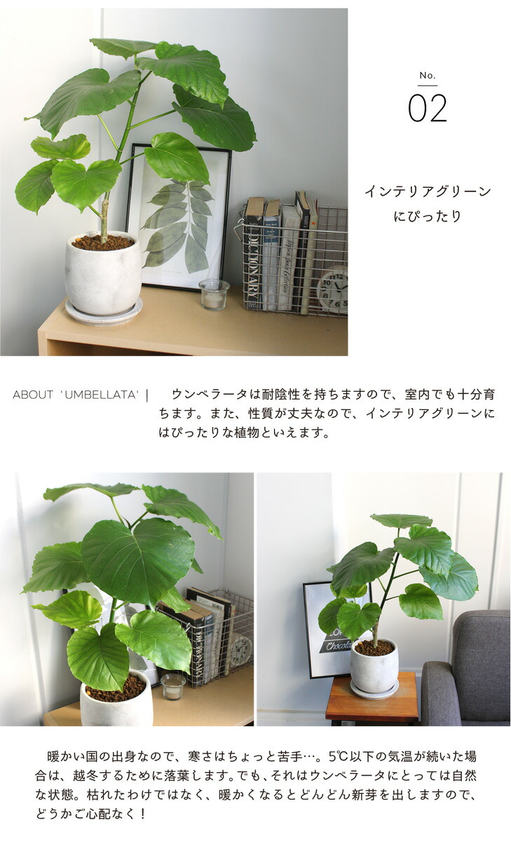 マルモラウンドm大きさ ウンベラータ 受け皿随従 Nobhillmusic Com