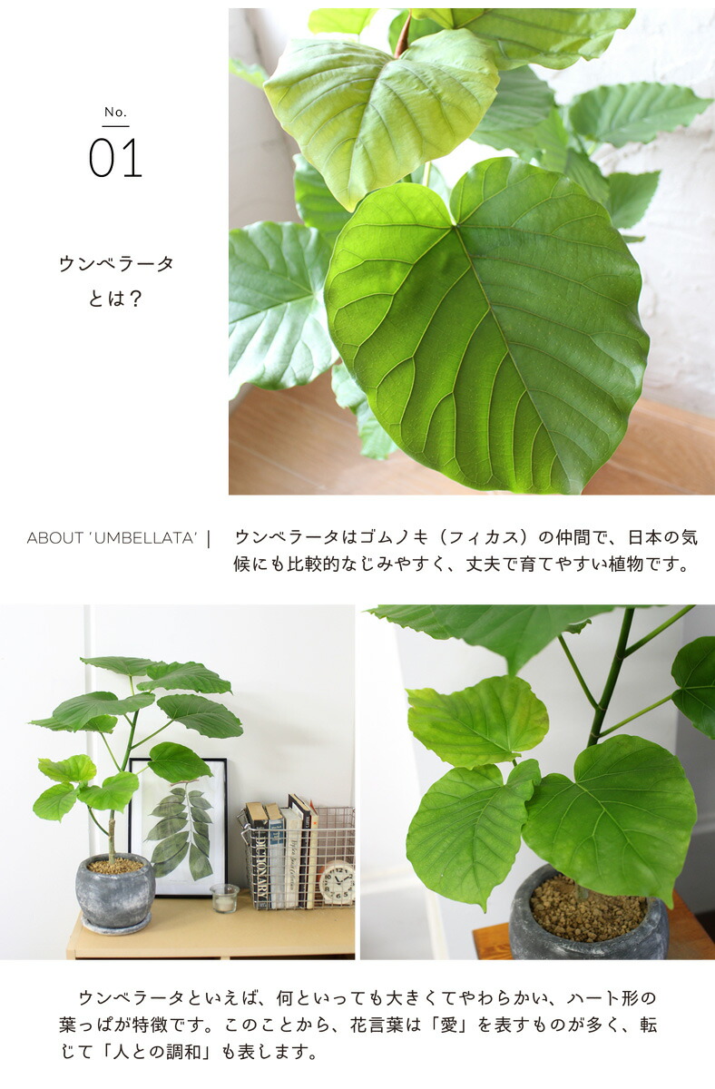 スターターセット付 ロゼッタボウルs号 フィカス ウンベラータ 受け皿付き 選べるカラー サスティー Sustee リーフクリン Ibのチカラ achc Org