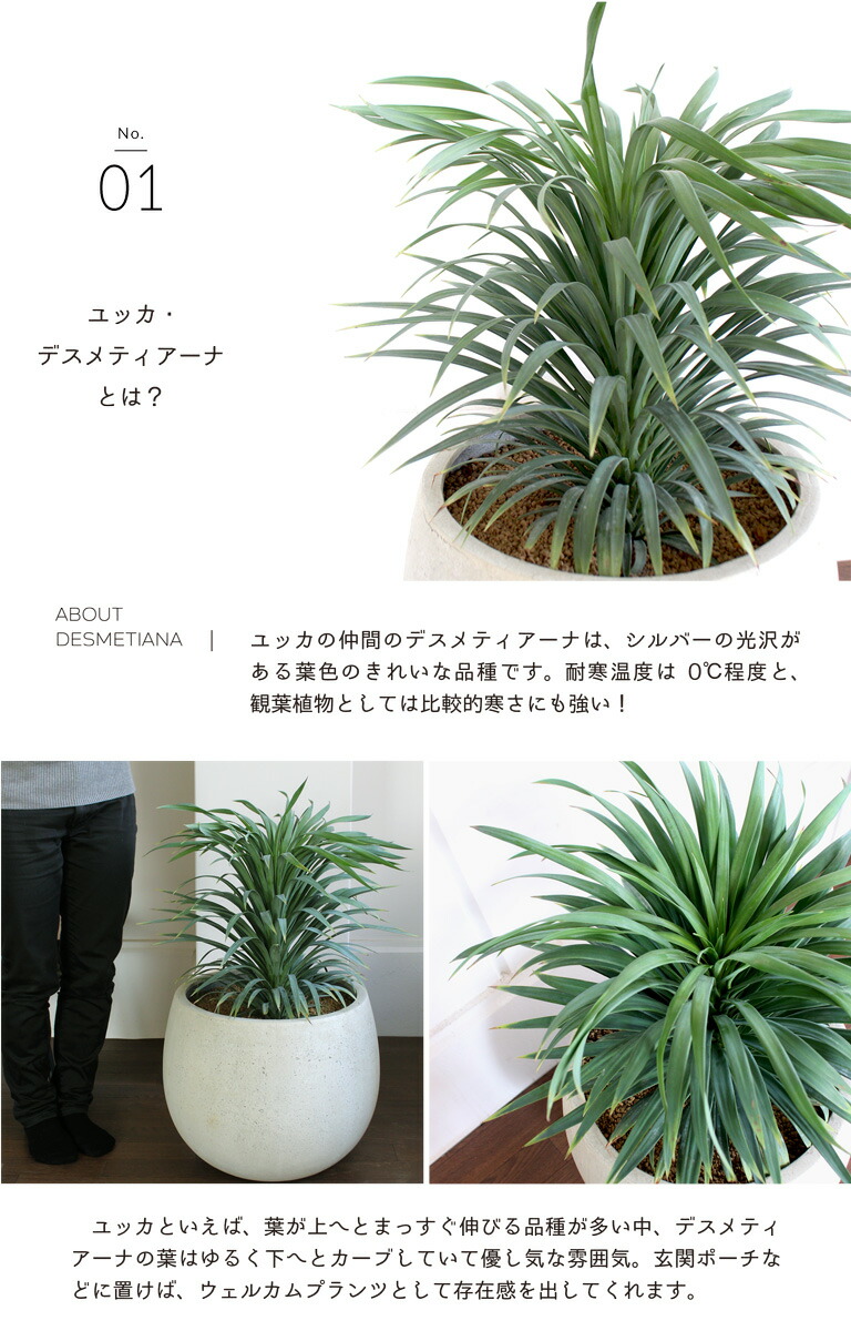 テラニアス ローバルーン鉢 ユッカ デスメティアーナ 選べるカラー 観葉植物 花のアリマツ支店 寒くなると色の変わる希少種 観葉植物 植物 花 観葉植物 引越し祝い 開店祝い 新築祝い 転居祝い お祝い 楽天 通販 鉢植え育てやすい 観葉 ギフト プレゼント テラニアス ローバルーン鉢 ユッカ デスメティアーナ 選べるカラー 観葉植物 花のアリマツ支店 寒くなると色の変わる希少種 観葉植物 植物 花 観葉植物 引越し祝い 開店祝い 新築祝い 転居祝い お祝い 楽天 通販 鉢植え育てやすい 観葉 ギフト プレゼント