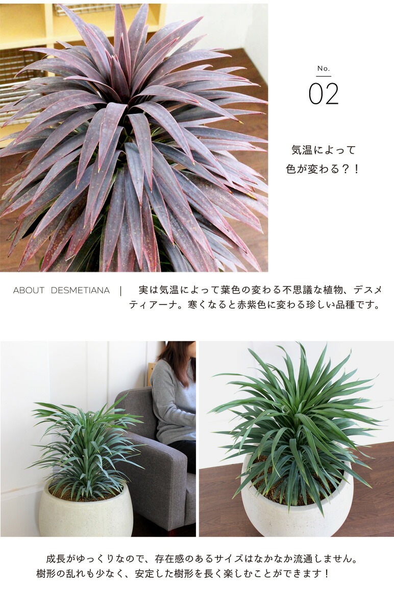 テラニアス ローバルーン鉢 ユッカ デスメティアーナ 選べるカラー 観葉植物 花のアリマツ支店 寒くなると色の変わる希少種 観葉植物 植物 花 観葉植物 引越し祝い 開店祝い 新築祝い 転居祝い お祝い 楽天 通販 鉢植え育てやすい 観葉 ギフト プレゼント テラニアス ローバルーン鉢 ユッカ デスメティアーナ 選べるカラー 観葉植物 花のアリマツ支店 寒くなると色の変わる希少種 観葉植物 植物 花 観葉植物 引越し祝い 開店祝い 新築祝い 転居祝い お祝い 楽天 通販 鉢植え育てやすい 観葉 ギフト プレゼント