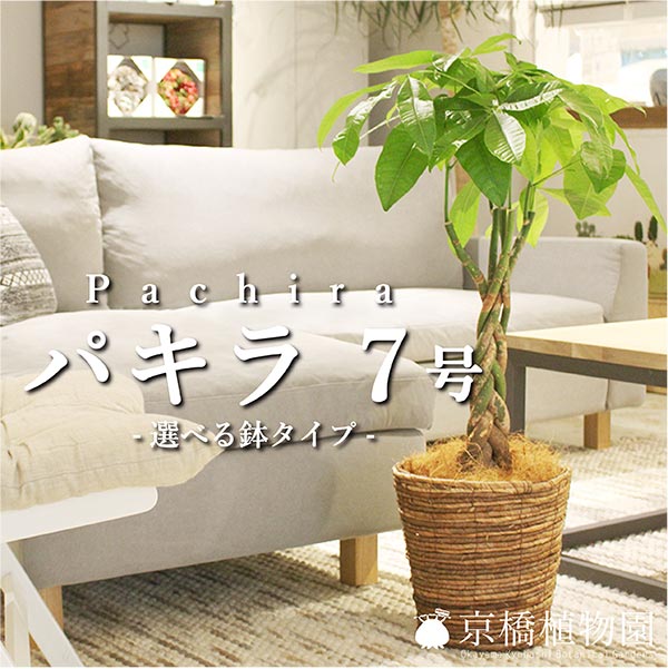 楽天市場】【スターターセット付】☆選べる鉢タイプ☆パキラ 7号