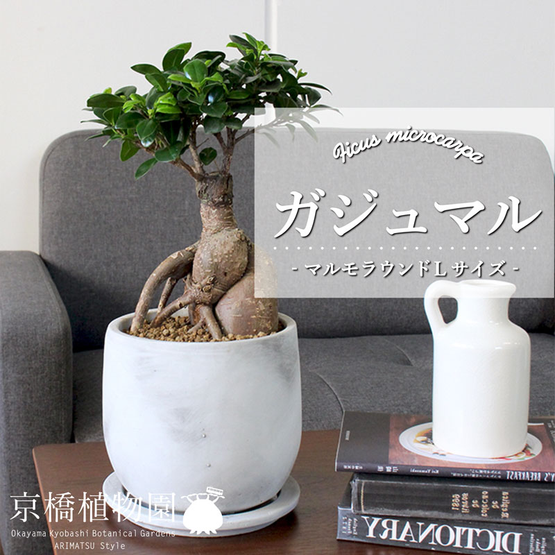 マルモラウンドlサイズ ガジュマル 受け皿付き 観葉植物 おしゃれなモルタル製鉢 花のアリマツ支店 おしゃれなモルタル製鉢 花 観葉植物 ガジュマル 個性的な樹形 観葉植物 植物 引越し祝い 開店祝い 新築祝い 転居祝い お祝い 楽天 通販 鉢植え育て