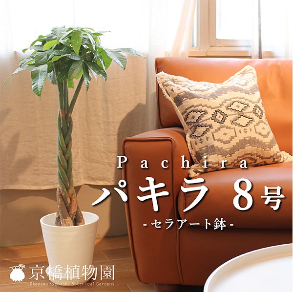 大切な新品登場 大好きな人にオシャレなプチギフト 開店祝い 引越し祝い 観葉植物 インテリアグリーンの定番 新築祝い お祝い 観葉植物 転居祝い 花 観葉植物 ギフト パキラ プレゼント 育てやすい パキラ 8号 セラアート鉢 花のアリマツ支店