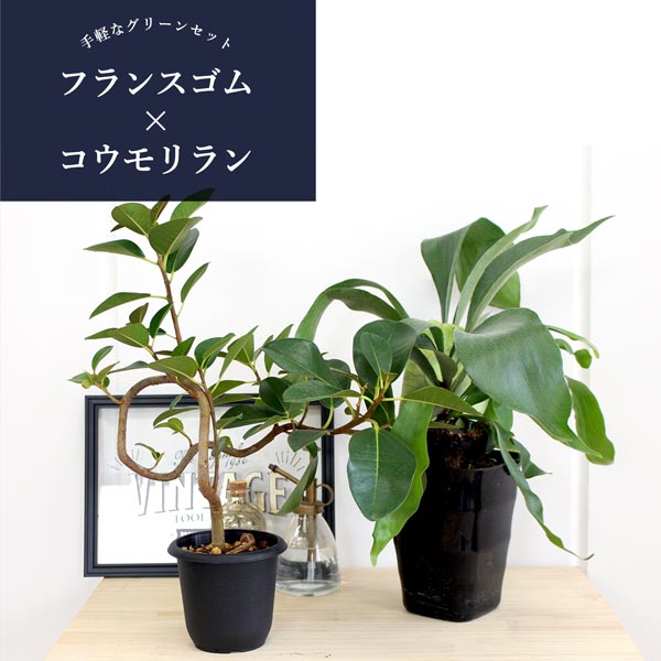 【2点セット】コウモリラン5号×フランスゴム4号【超曲がり仕立て】【ビカクシダ】【スモールサイズ/鉢植え/ギフト/プレゼント/お祝い/おしゃれ/観葉/植物】