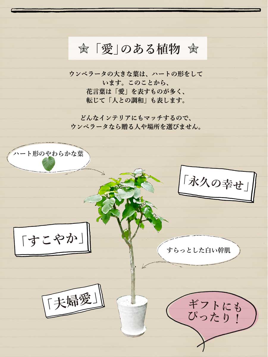 心の臓リーフ えらべる 植木鉢外観 フィカス ウンベラータ 8ナンバー セラ芸術鉢 Daemlu Cl