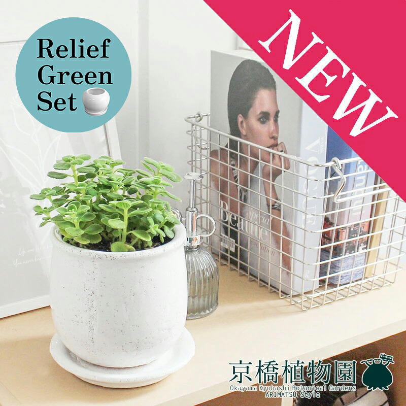 【リリーフグリーンセット】【ステララウンド：Mサイズ/陶器鉢】ハーブ アロマティカス【受け皿付き】×ガジュマル【陶器鉢/受け皿付き】【2鉢セット】