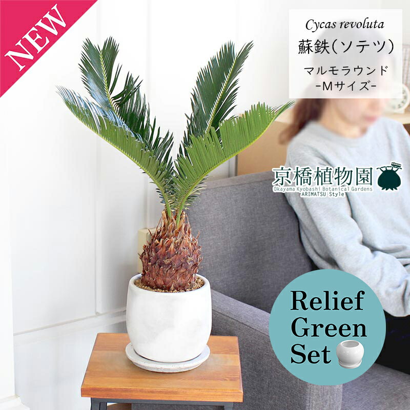 【リリーフグリーンセット】【マルモラウンドMサイズ】ソテツ（蘇鉄）【受け皿付き】×ガジュマル【陶器鉢/受け皿付き】【2鉢セット】
