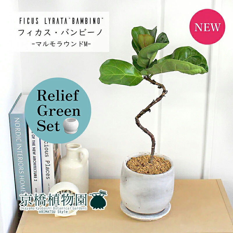 【マラソンクーポン有】【リリーフグリーンセット】【マルモラウンドMサイズ/受け皿付き】カシワバゴムノキ バンビーノ 曲がり 4G×ガジュマル【陶器鉢/受け皿付き】【2鉢セット】