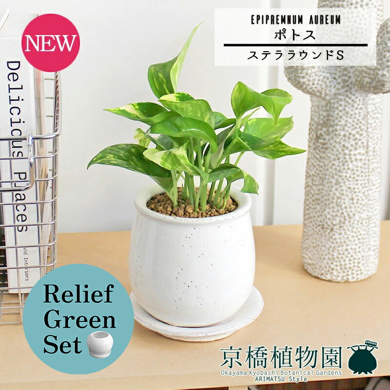 【リリーフグリーンセット】【ステララウンド：Sサイズ/陶器鉢】ポトス【受け皿付き】pot×ガジュマル【陶器鉢/受け皿付き】【2鉢セット】