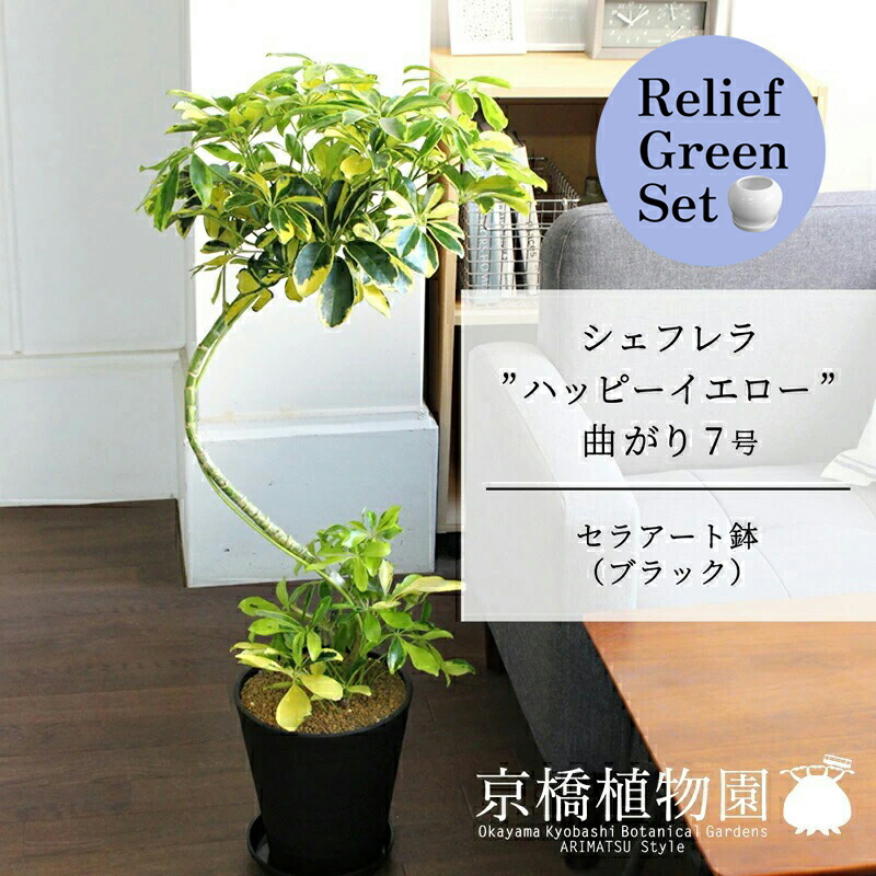 【マラソンクーポン有】【リリーフグリーンセット】【セラアート鉢：ブラック】シェフレラ‘ハッピーイエロー’　曲がり7号　×サンスベリア【陶器鉢/受け皿付き】【2鉢セット】