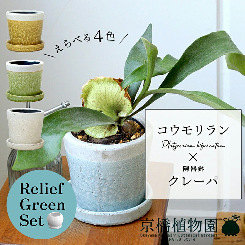 【10日はP5倍！】【マラソンクーポン有】【リリーフグリーンセット】コウモリラン×ツートンカラー陶器鉢・クレーパ【受け皿付】5G×ガジュマル【陶器鉢/受け皿付き】【2鉢セット】