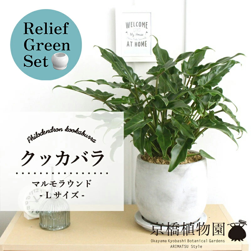 【リリーフグリーンセット】【マルモラウンドLサイズ】クッカバラ【受け皿付き】×ガジュマル【陶器鉢/受け皿付き】【2鉢セット】 8,237円